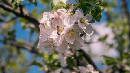 Close up of bee collecting pollen from a white flowerの写真素材