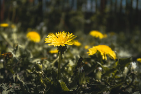Close up of dandelion yellow flower in gardenの写真素材