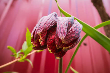 Close up of tulip in garden with blurred backgroundの写真素材