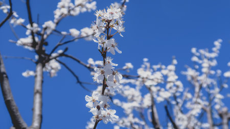 Close up of flowers on a thin branch