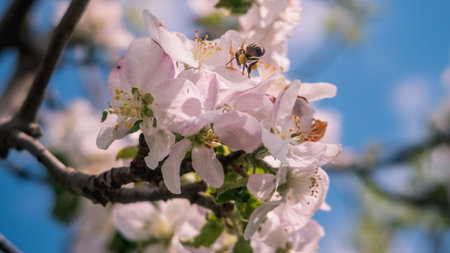 Close up of bee collecting pollen from a white flowerの写真素材