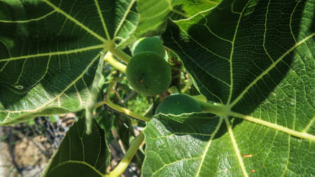 Close up of green fig fruit with leaves