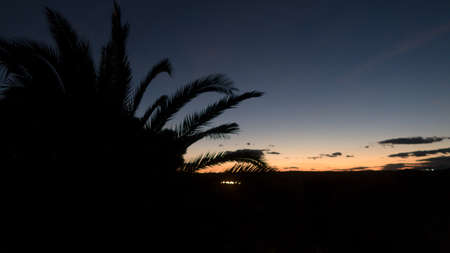 Backlit tropical plants at sunsetの写真素材