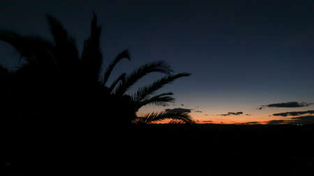 Backlit tropical plants at sunsetの写真素材