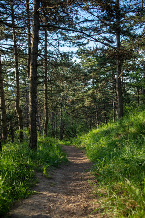 A vertical shot of a walking path in the woods surrounded by nature