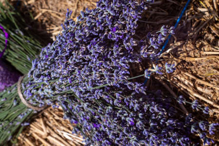 Big purple field of lavender medicinal flower during the day