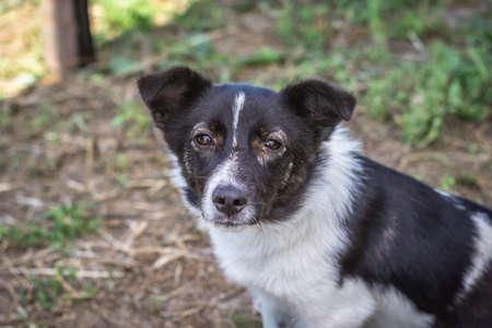 Small ompanion dog sitting on the ground with cute eyesの写真素材