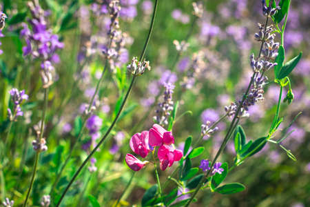Big purple field of lavender medicinal flower during the dayの写真素材