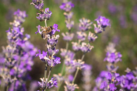 Big purple field of lavender medicinal flower during the dayの写真素材