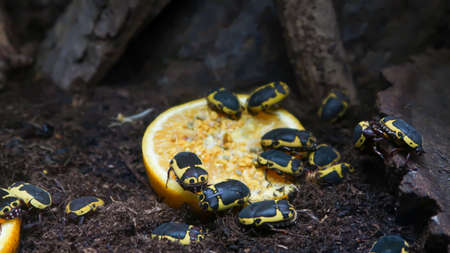 Flower chafers or flower scarabs (Cetoniinae) in terrarium eating and orange