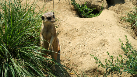 Meerkat standing up near a bush at the zooの写真素材