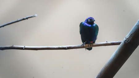 Colourful small bird sitting on a thin branchの写真素材