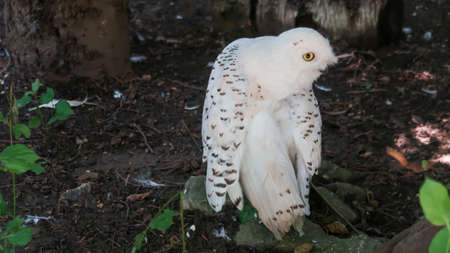 White owl on the ground turning its head aroundの写真素材