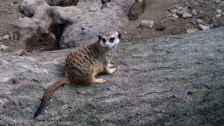 Single meerkat standing on a log at the zoo park in Belgrade, Serbiaの写真素材