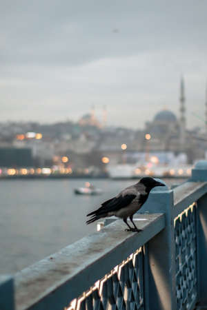 Crow standing on the edge of the Galata Bridge, Istanbul, Turkeyの写真素材