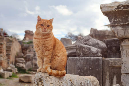 Cat sitting on the ruins of the Ancient Greek City Ephesusの写真素材