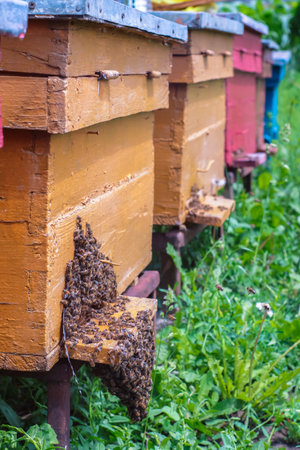 Close up of row of beehives will many bees at entranceの写真素材