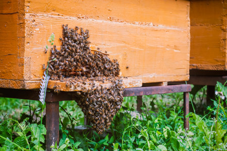 Low view of beehive with stack of bees at entranceの写真素材