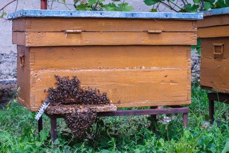 Front view of beehive with bees at entranceの写真素材