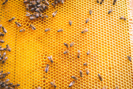 Close up of honeycomb with honey and beesの写真素材