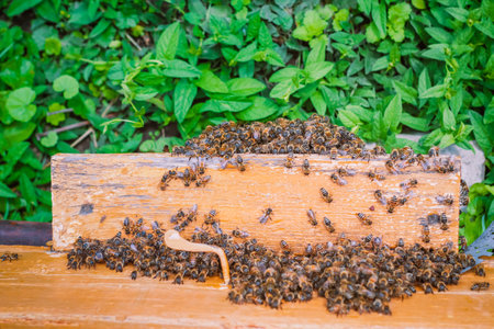 Top view of beehive entrance with stack of beesの写真素材