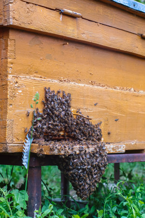 Low view of beehive with stack of bees at entranceの写真素材