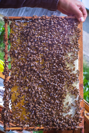 Man holding honey frame with bees close to the beehive