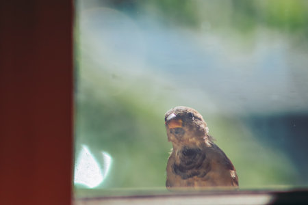 Close up of sparrow bird looking curious through a windowの写真素材