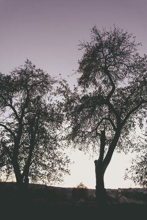 Backlit silhouette trees during autumnの写真素材
