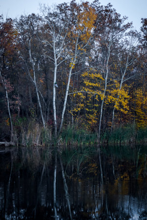Autumn landscape of lake and treesの写真素材
