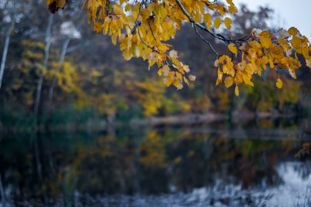 Close up of branch with autumn yellow leaves and blurred lake in the background