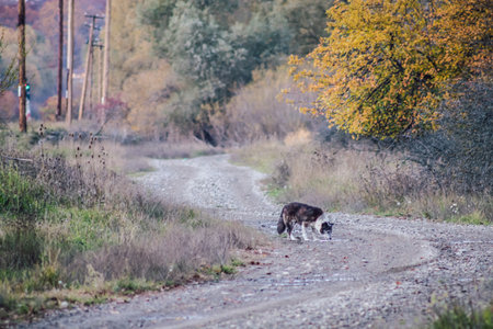 Dog in the distance in the middle of a curving roadの写真素材