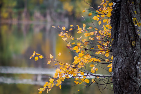 Close up of autumn yellow leaves with blurred backgroundの写真素材