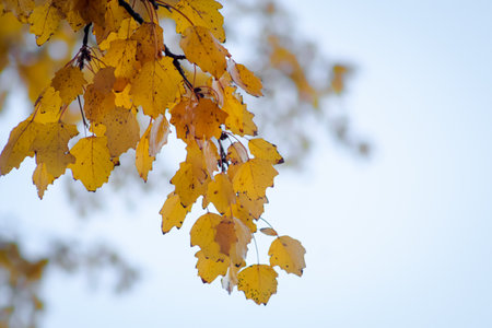 Close up of autumn yellow leaves with blurred backgroundの写真素材