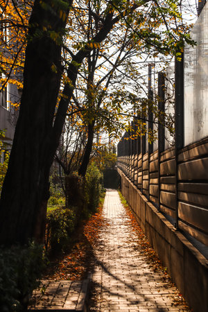 Paved road next to apartment buildings during autumn with sunの写真素材