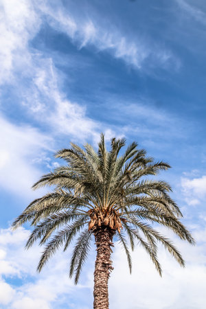 Green shiny top of palm tree with clouds and copy spaceの写真素材