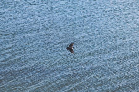 Bird with wings wide open in the center. Copy space text on the water. Egirdir, Turkey 2022の写真素材