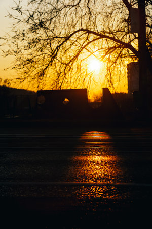 Street asphalt being lit by the orange sun shining at sunset. Backlit tree and branches at sunsetの写真素材