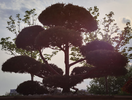 A beautifully sculpted bonsai tree in silhouette against the evening sky, with lush greenery in the backgroundの写真素材