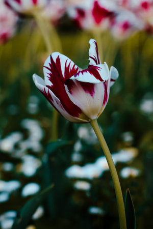 A striking red and white tulip stands gracefully against a blurred floral background, showcasing the elegance of springâs finest bloomsの写真素材