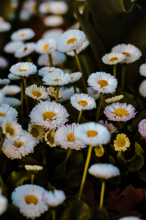 A serene close-up of white and yellow daisies in full bloom, adding a touch of natural beauty to a vibrant spring gardenの写真素材