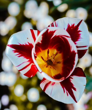 A stunning macro shot of a red and white tulip in full bloom, highlighting intricate petal detailsの写真素材