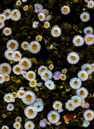 A serene close-up of white and yellow daisies in full bloom, adding a touch of natural beauty to a vibrant spring gardenの写真素材