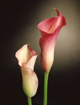 Calla Lily Floral Still Lifeの写真素材