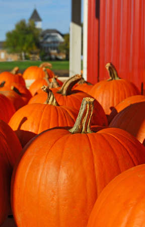 Pumpkins on displayの写真素材