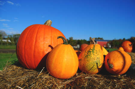 Pumpkins on Haystack