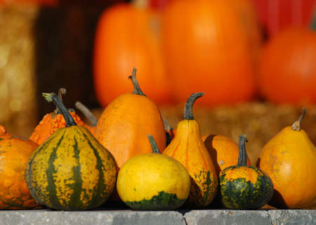 Pumpkins and Gourds on display