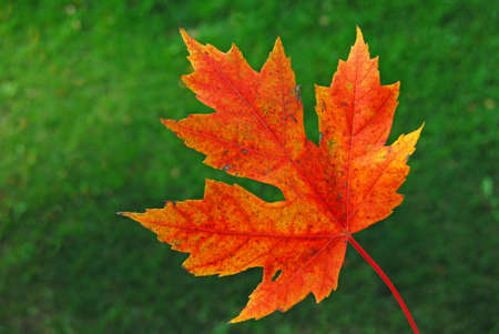 Red Autumn Leavesの写真素材