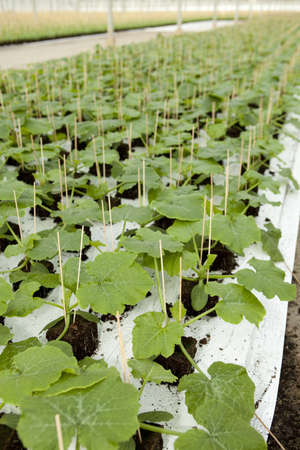 Glasshouse with young potted plantsの写真素材