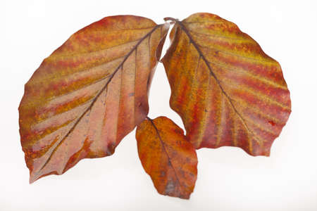 Closeup of wet autumn leaves isolated over white background
